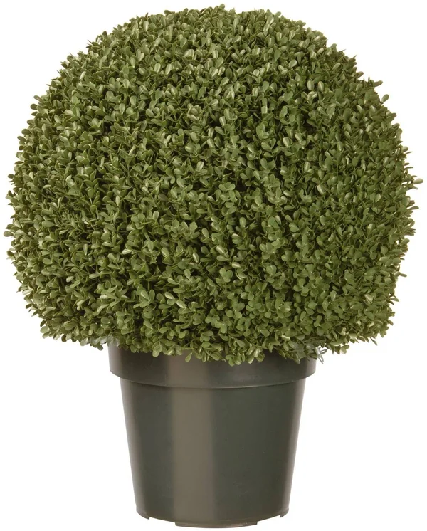 National Tree 22x22 Mini Boxwood Ball with Green Pot